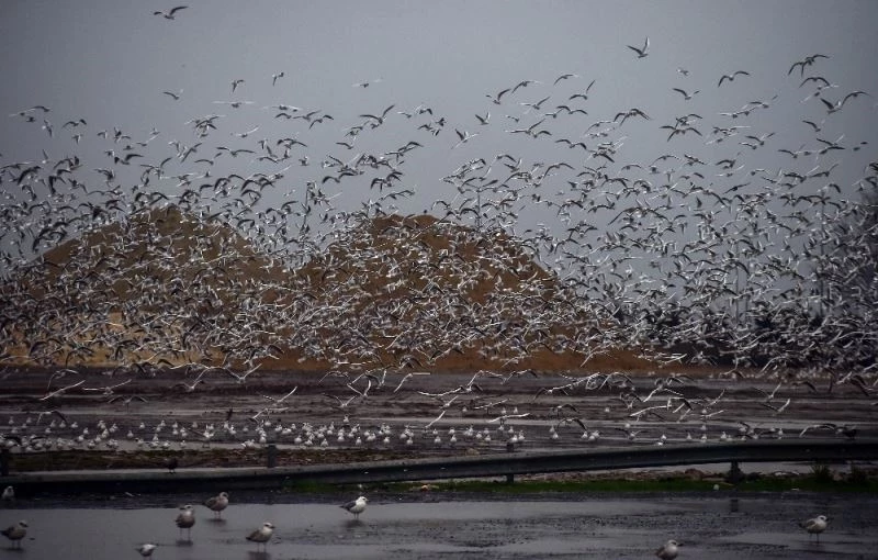 Martıların rüzgarla dansı görüntülendi
