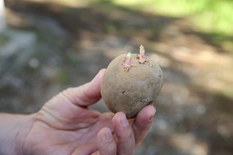 3 milyon predatör avcı böcek ve 6 milyon parazitoit üretilecek
