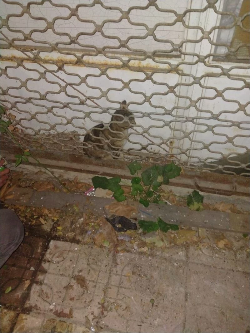 Haylaz kedi kepenk arkasında mahsur kaldı
