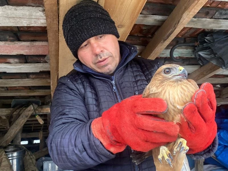 Uçamayan şahin; DKMP ekiplerine teslim edildi
