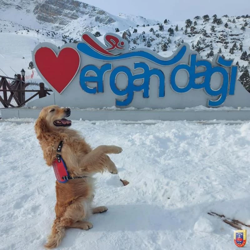 Jandarma arama kurtarma köpeği ‘Bulut’ Ergan’da poz verdi
