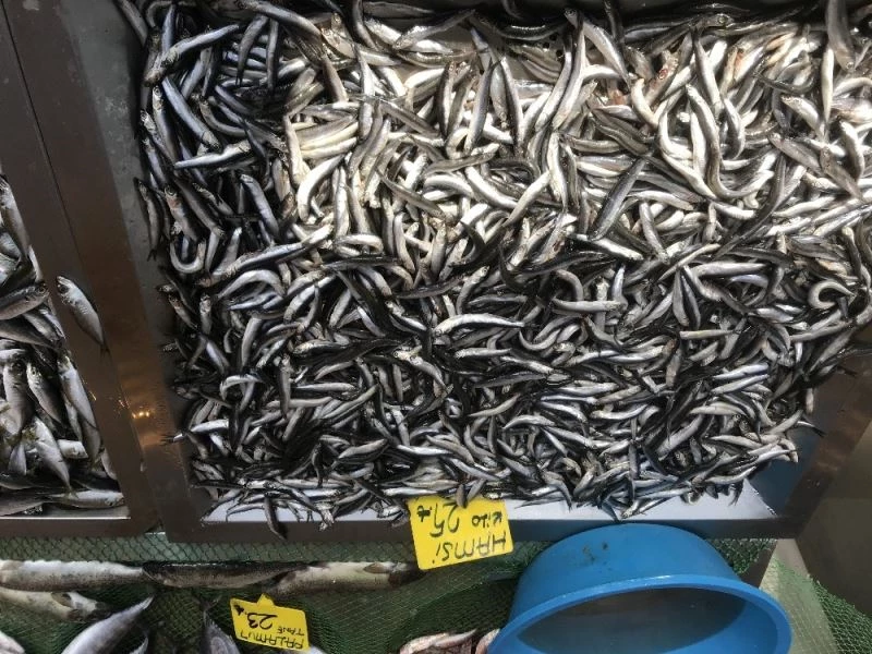 Vatandaşlar hamsi yerine Karadeniz Somonu’na yöneldi
