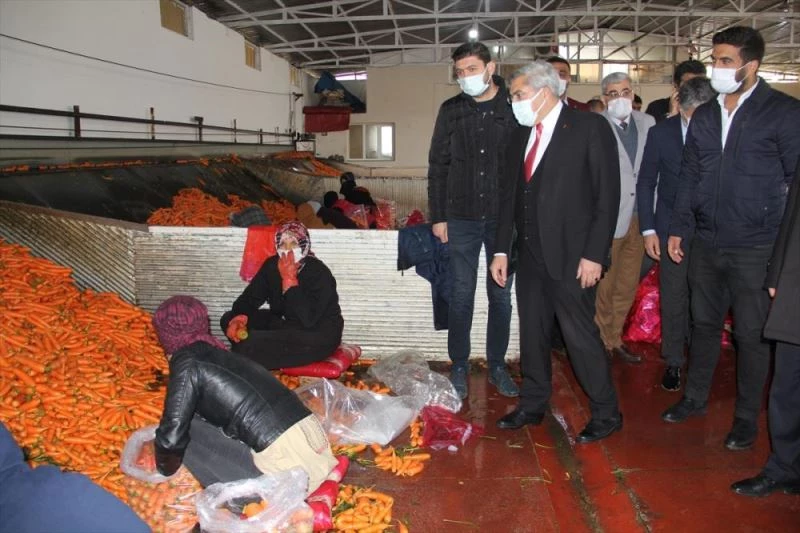 AK Parti Hatay Milletvekili Hüseyin Yayman havuç üreticilerini ziyaret etti