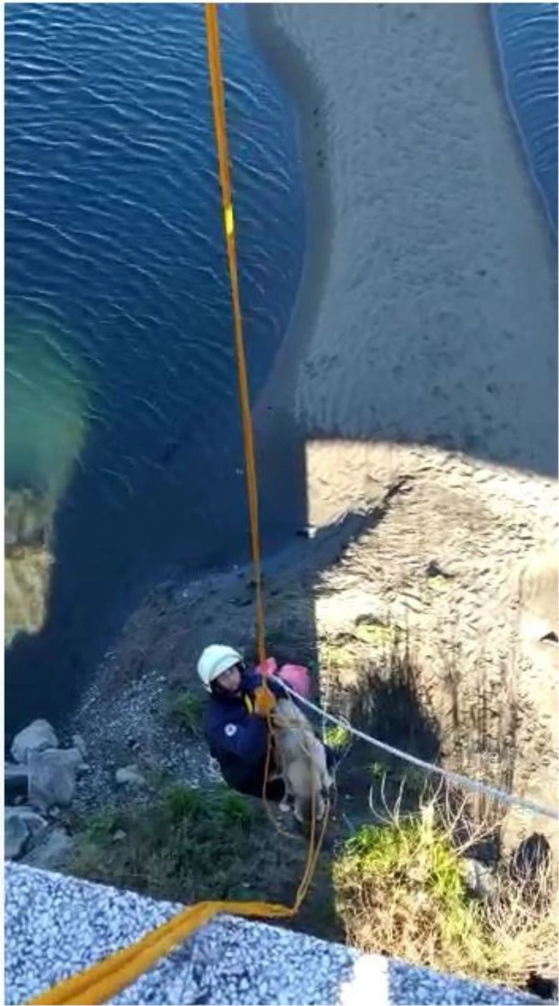Bitkin haldeki kuğu ve ırmağa düşen köpek kurtarıldı
