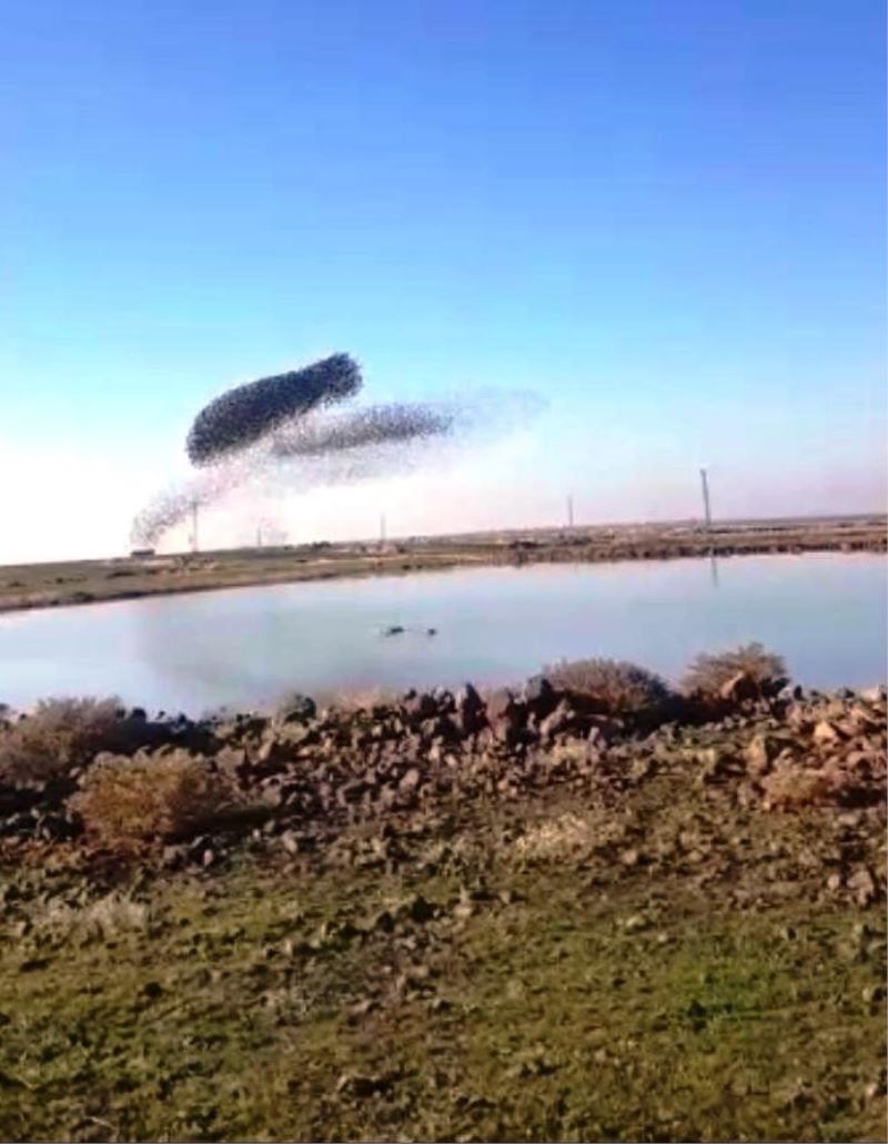 Sığırcık kuşlarının gökyüzündeki dansı görenleri hayran bıraktı
