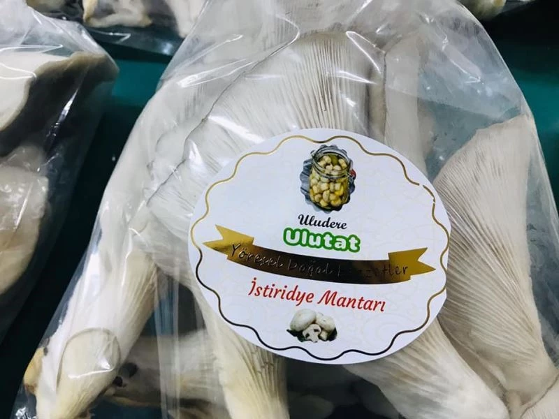 Uludere’de istiridye mantarı hasadı yapıldı
