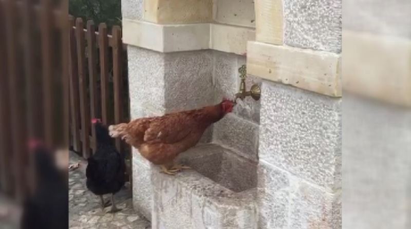 Çeşmeden su içen tavuk görenlere tebessüm ettirdi
