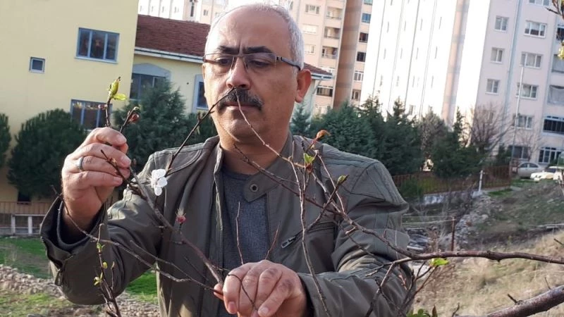 (Özel) Havaların güzelliğine aldanan erik ağaçları çiçek açtı
