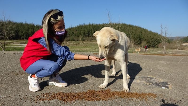 Sokağa çıkma kısıtlamasında dağdaki hayvanları besleyip çöp topladılar
