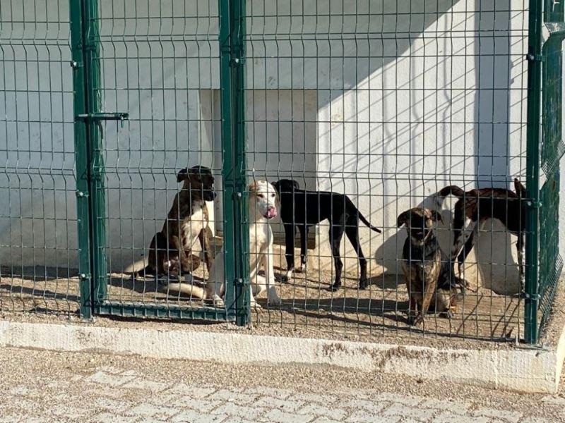 Başıboş köpeklerin Aksu’ya bırakıldığı iddiası
