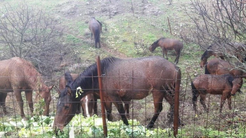 Manisa’da pazar artıkları yılkı atlarına yem oldu
