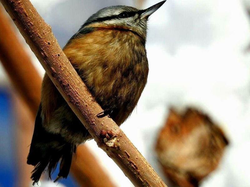 Fotoğraf severler Uludere’de kuş türlerini fotoğrafladı
