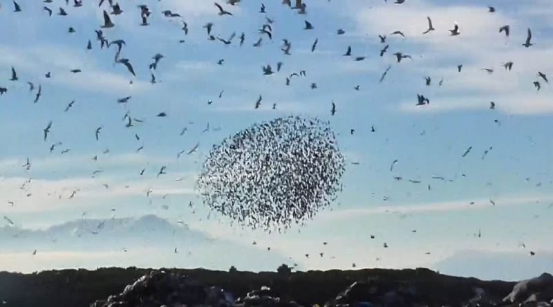 Konya’da sığırcıkların görsel dansı
