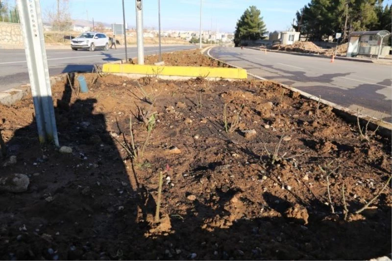 Adıyaman refüjlerinde güller açacak
