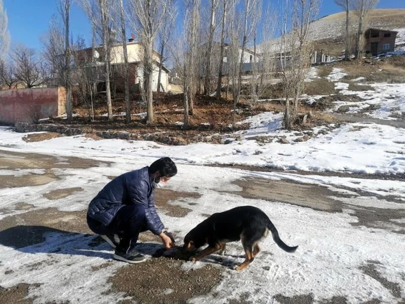 Demirözü’nde sokak hayvanları unutulmadı
