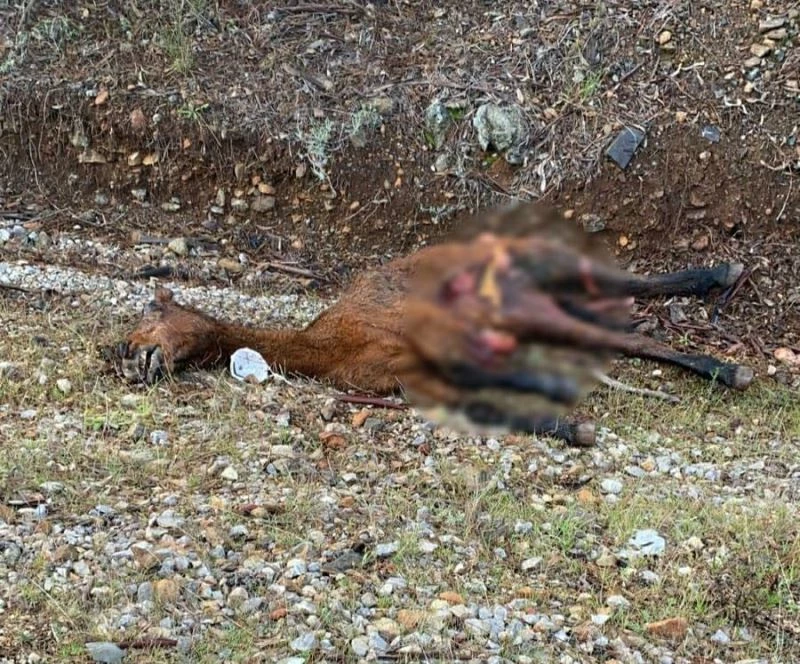 Atla çarpışan araç hurdaya döndü
