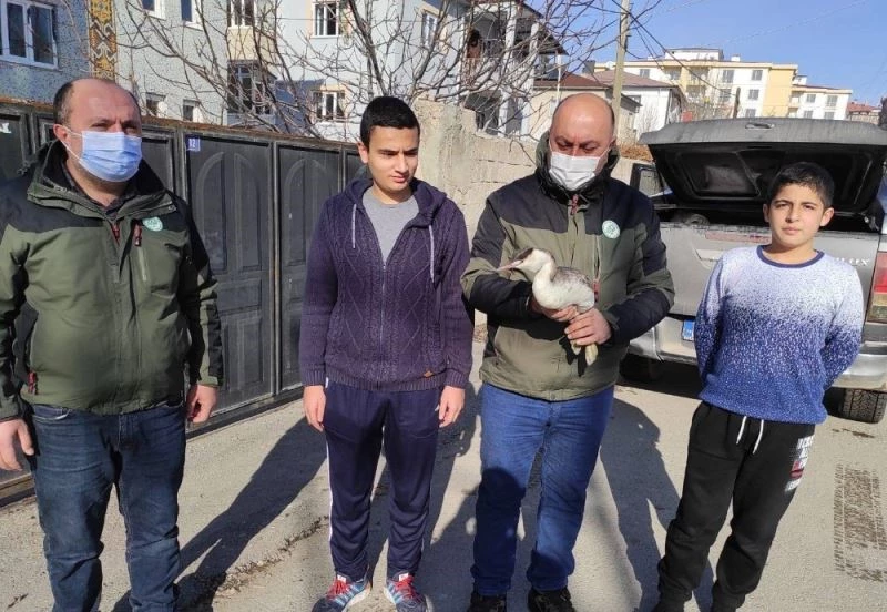 Van’da bitkin halede bulunan Bahri kuşu tedavi altına alındı
