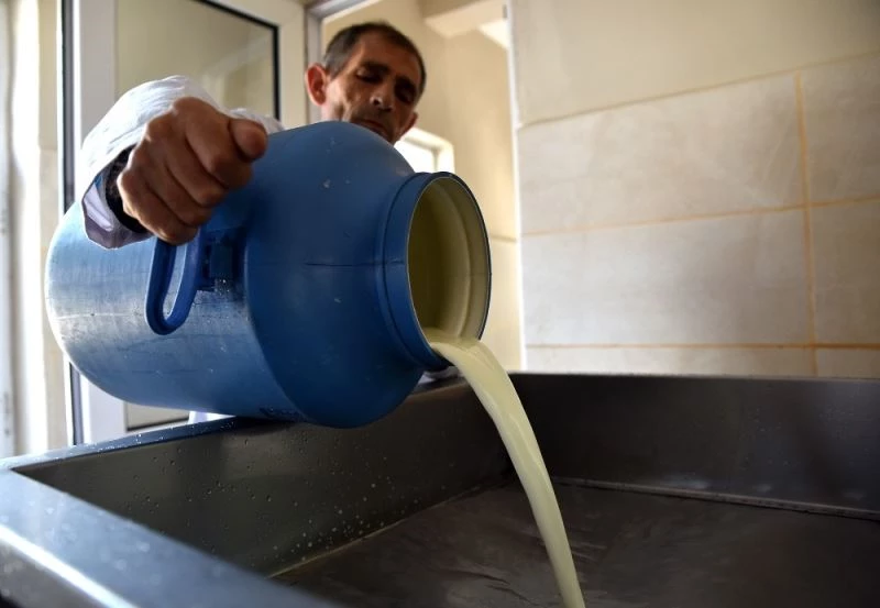 Günde 3 ton süt işleniyor
