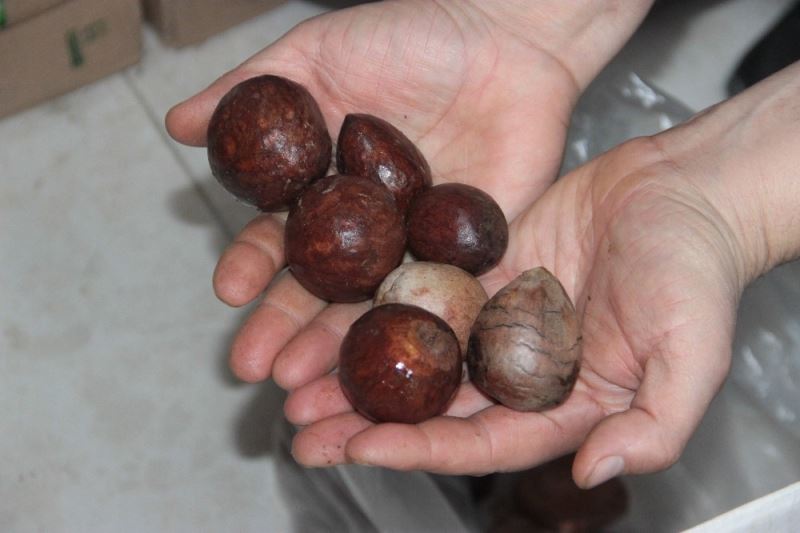 Antalya’da  “Avokado çekirdeğini getir, istediğini götür” kampanyası
