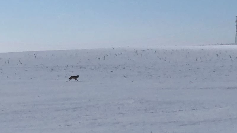 Kars’ta yaralı kurt Dikme köyü yoluna indi
