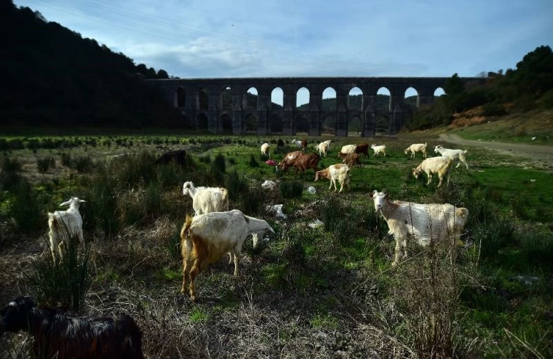 İstanbul’da kuraklık nedeniyle balıkların yüzdüğü baraj, koyunlara kaldı
