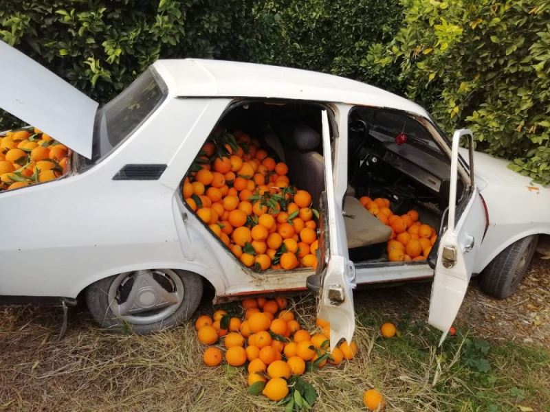 Bir otomobil dolusu portakalı çalamadan kaçtı
