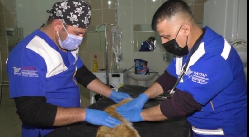 Aracın çarptığı ve kalbi duran kedi, kalp masajı yapılarak hayata döndürüldü
