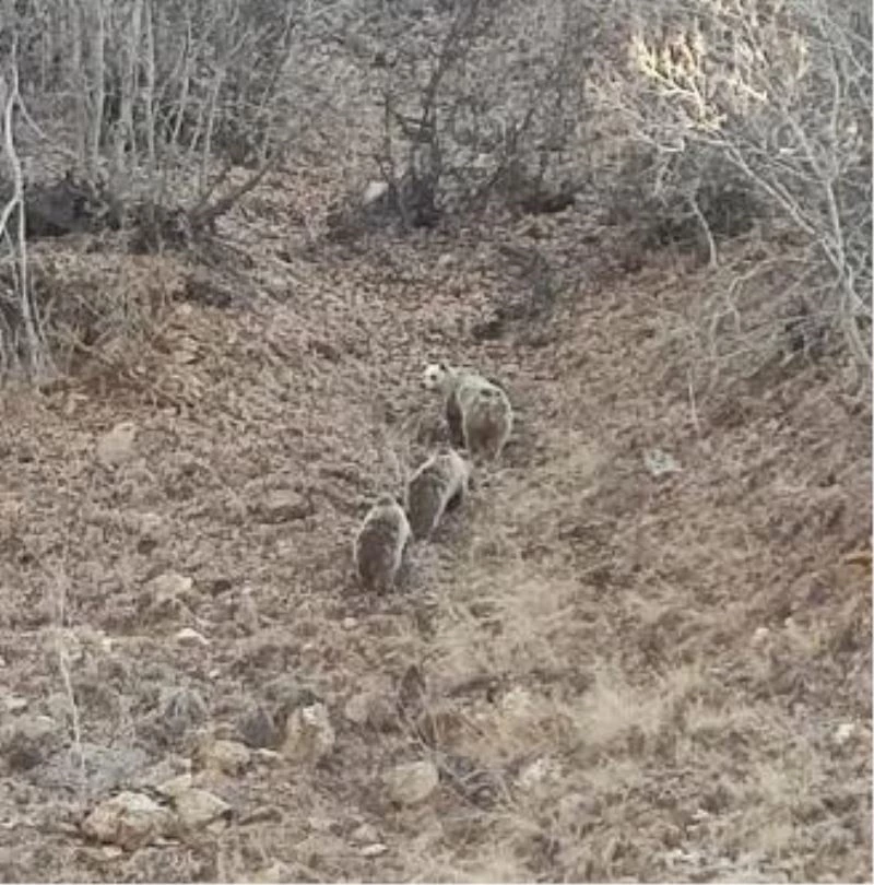 Kar yağmayınca onları da uyku tutmadı,  anne ve 2 yavru boz ayı görüntülendi
