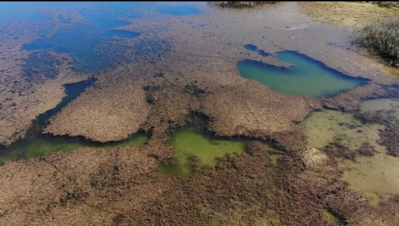  Pelitözü Göleti böyle gidersen yosundan görünmeyecek
