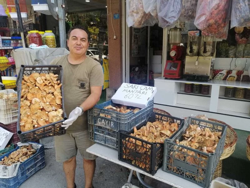 Sarı çam mantarı dağ köylülerinin geçim kapısı oldu
