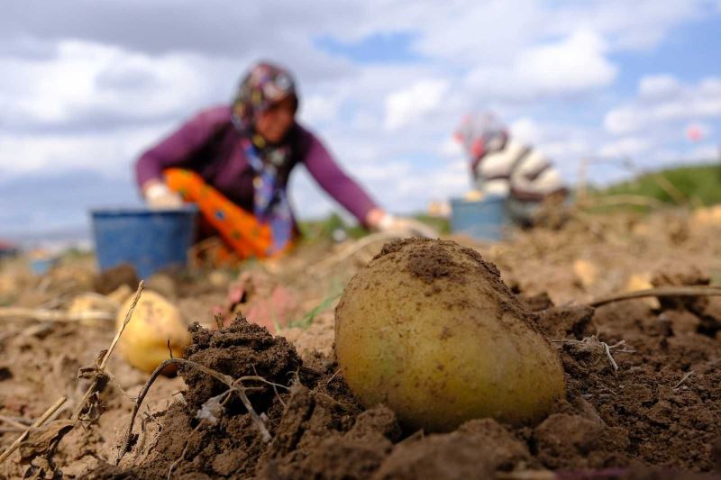 Bu gübre sayesinde 10 dönüm alandan 30 ton patatesi hasat edildi
