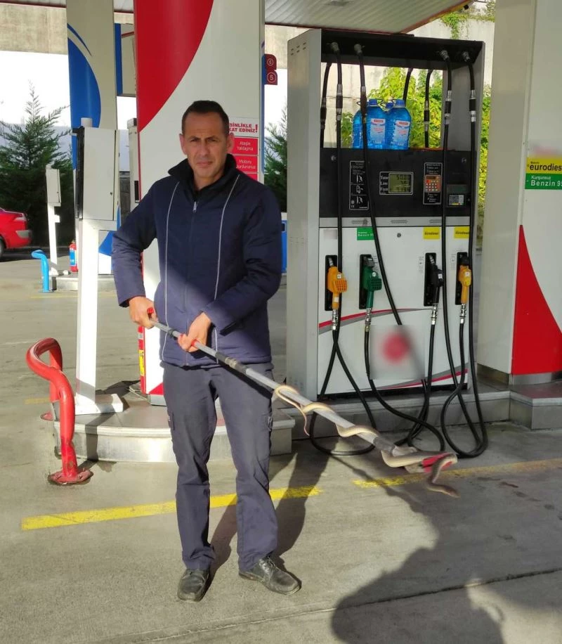 Yılan, akaryakıt istasyonunda işçilerin soyunma odasına girdi
