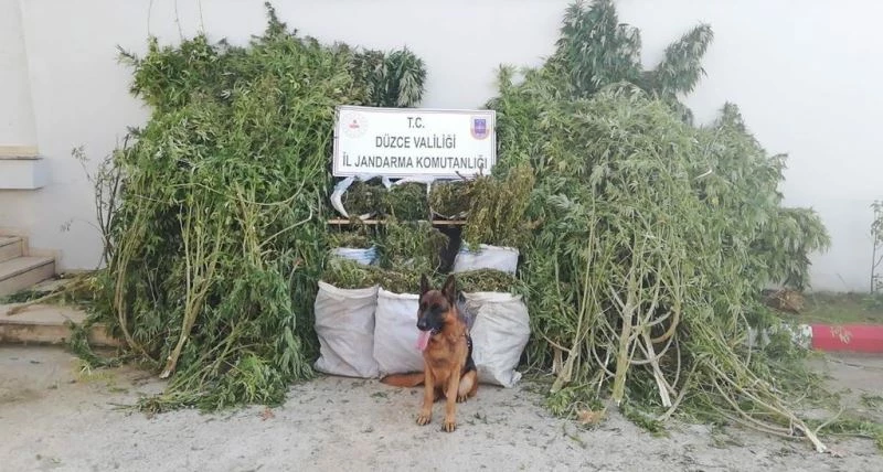 Çevresine kamera sistemi kurulan evde 72,5 kilo esrar ele geçirildi
