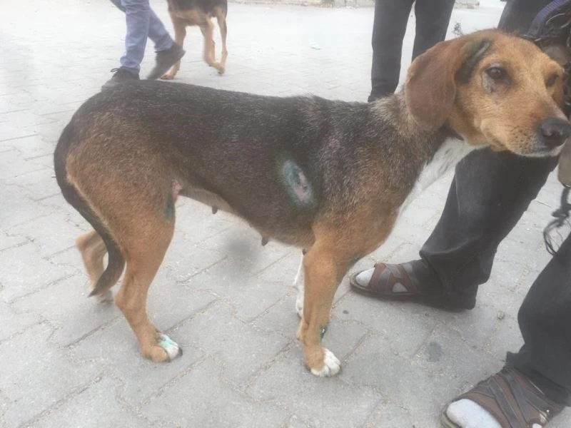 Köpek sahibi açıkladı sürücü serbest kaldı: 