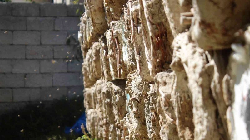 Van’da Organik Karakovan Bal Kesim Festivali
