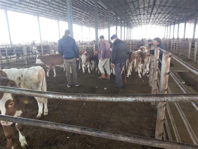 Iğdır’da canlı hayvan pazarında denetim ve kontroller aralıksız devam ediyor
