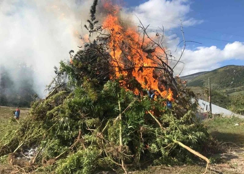 Kendiliğinden yetişen 11 bin 812 kök kenevir imha edildi
