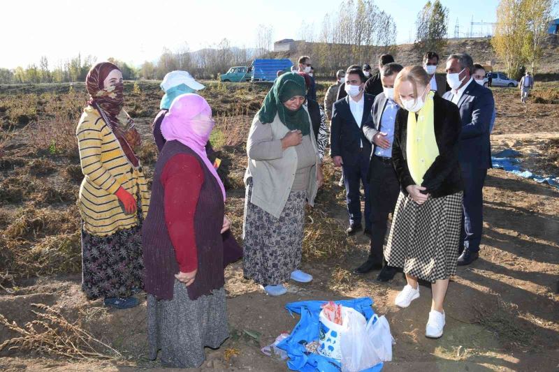 Vali Taşbilek Köse’de kuru fasulye hasadına katıldı
