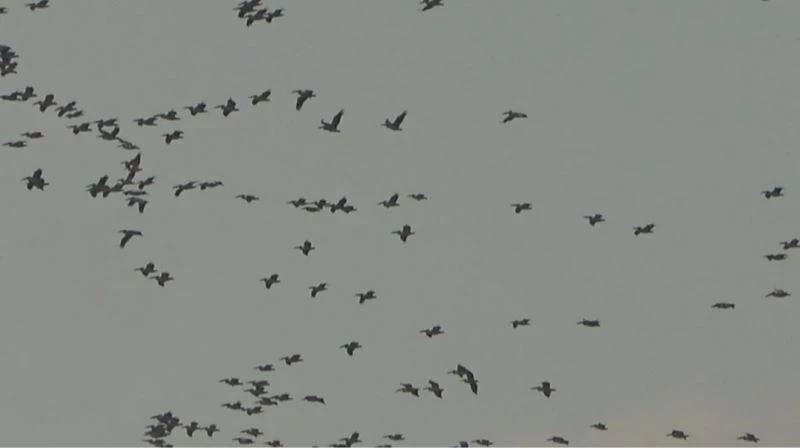 Pelikanlar ve turnaların gökyüzündeki dansı görsel şölen oluşturdu
