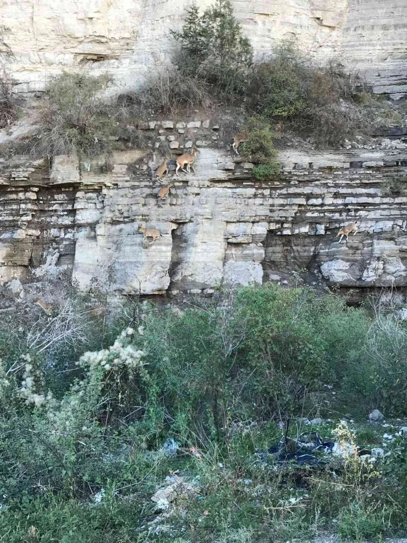 Dik kayalıklara tırmanan yaban keçileri görenleri şaşkına çevirdi

