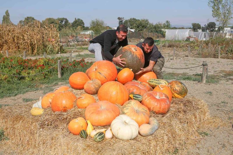 Kent Bostanları’nda kabakların görsel şöleni
