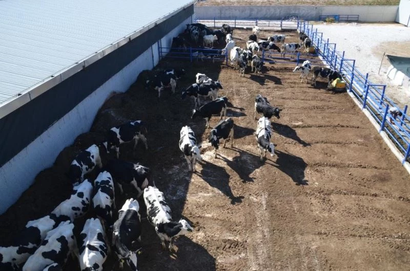 Genç girişimci Avrupa’da gördüğü çiftliği memleketinde uyguladı
