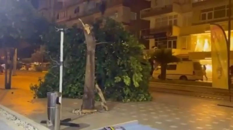 Gövdesi çürüyen ağaç kaldırıma devrildi, bir vatandaş saniyelerle altında kalmaktan kurtuldu

