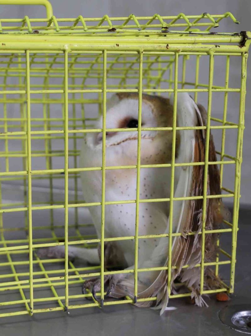 Hayrabolu’da yaralı baykuş tedavisinin ardından doğaya salındı
