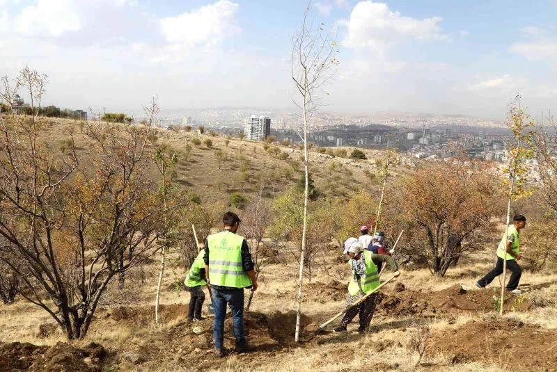 Bademlidere’ye 20 bin fidan dikiliyor

