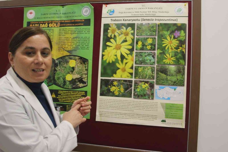 Trabzon Kanaryaotu ve Allı Gelin bitkisinin ilaç olma potansiyelleri araştırılıyor

