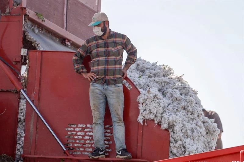 Beyaza bürünen pamuk tarlalarında hasat için ter dökülüyor