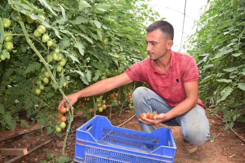 Üreticiden 13 TL’ye çıkan kokteyl domates marketlerde 23 TL’ye satılıyor
