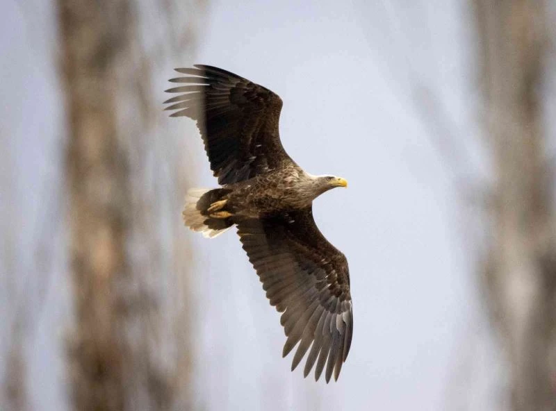 Yıllarını verdi, 280 farklı kuş türünü fotoğraflamayı başardı
