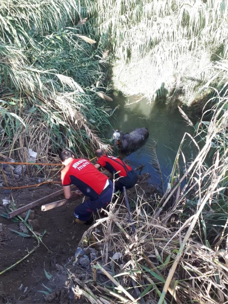 Su kanalına düşen atı itfaiye kurtardı